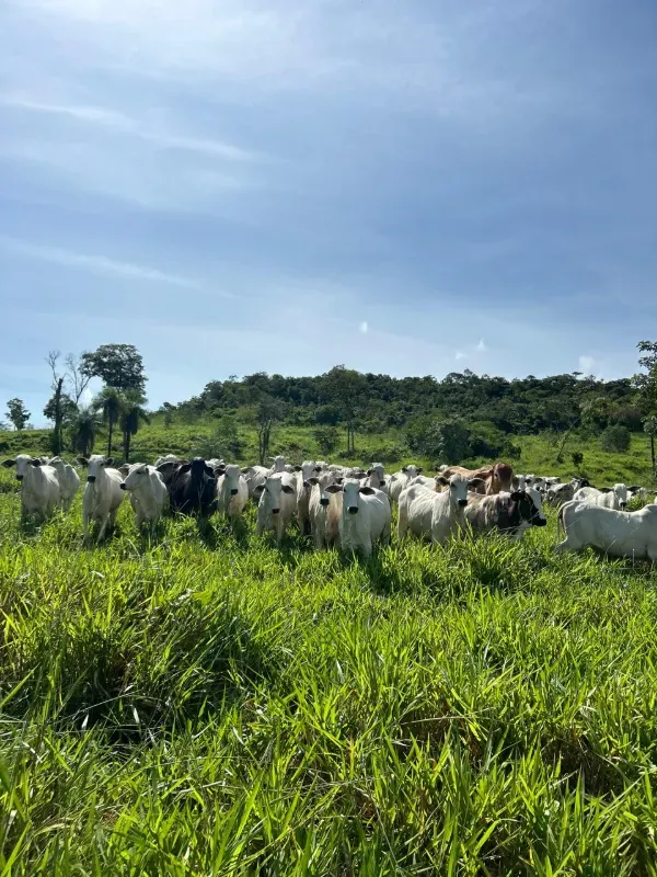Imóvel rural em Rio Sono/Tocantins — Ref 26726Y1