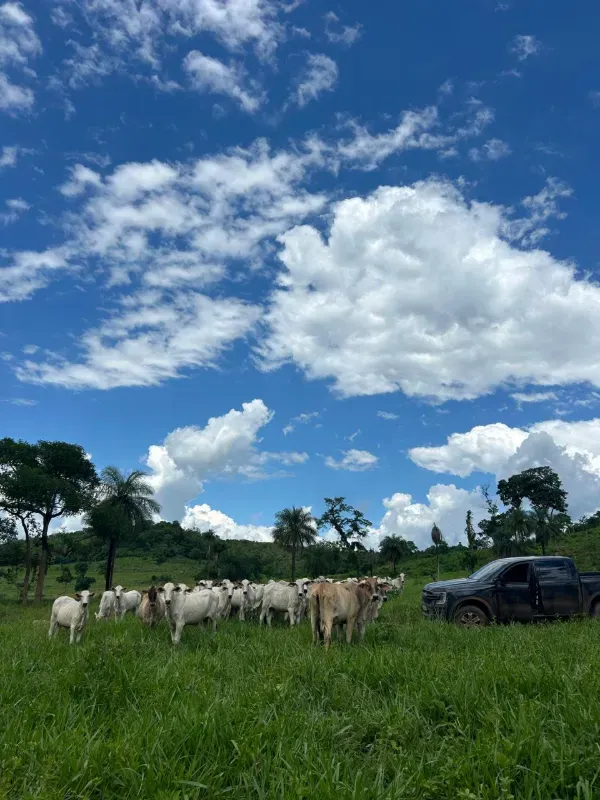 Fazenda em Rio Sono/Tocantins — Ref 26726Y — Imagem 8