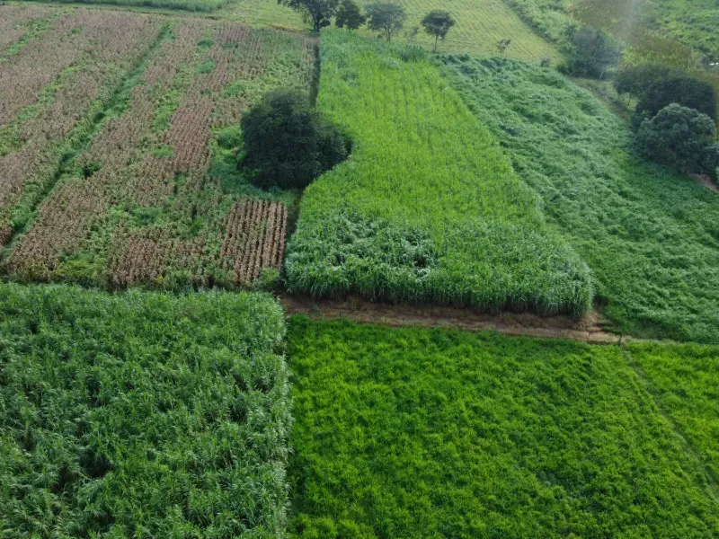 Fazenda em Carmo da Mata/Minas Gerais — Ref E5BVMC — Imagem 7
