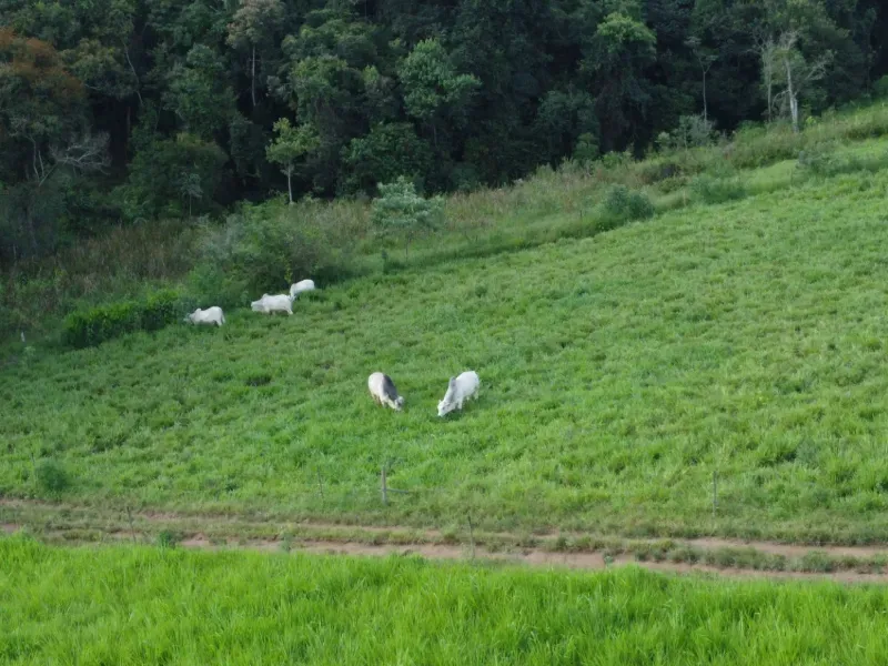 Fazenda em Carmo da Mata/Minas Gerais — Ref E5BVMC — Imagem 13