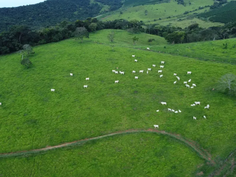 Fazenda em Carmo da Mata/Minas Gerais — Ref E5BVMC — Imagem 12
