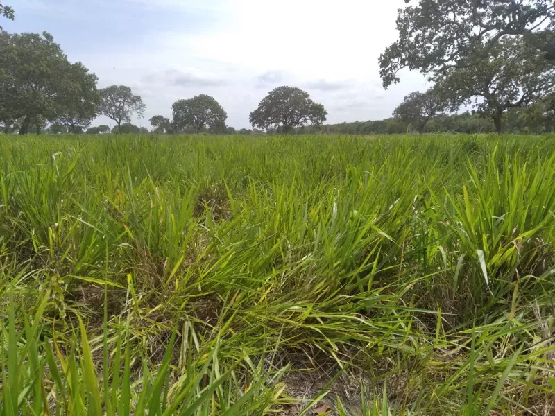 Imóvel rural em Chapada de Areia/Tocantins — Ref SWPT0N1