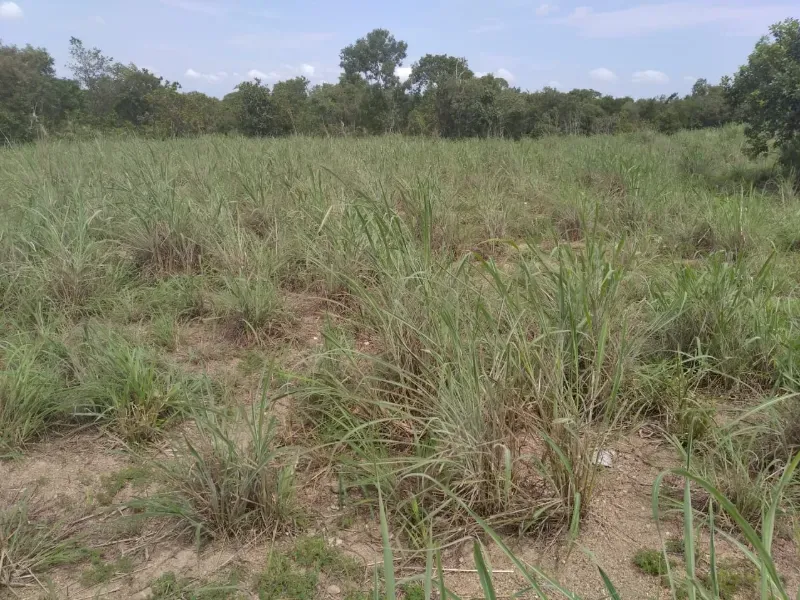 Fazenda em Chapada de Areia/Tocantins — Ref SWPT0N — Imagem 2