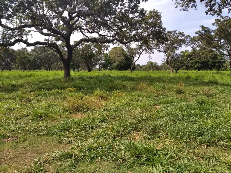 Fazenda em Chapada de Areia/Tocantins — Ref SWPT0N — Imagem 4