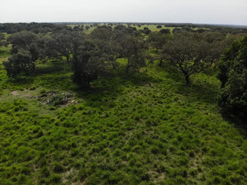 Fazenda em Chapada de Areia/Tocantins — Ref SWPT0N — Imagem 5