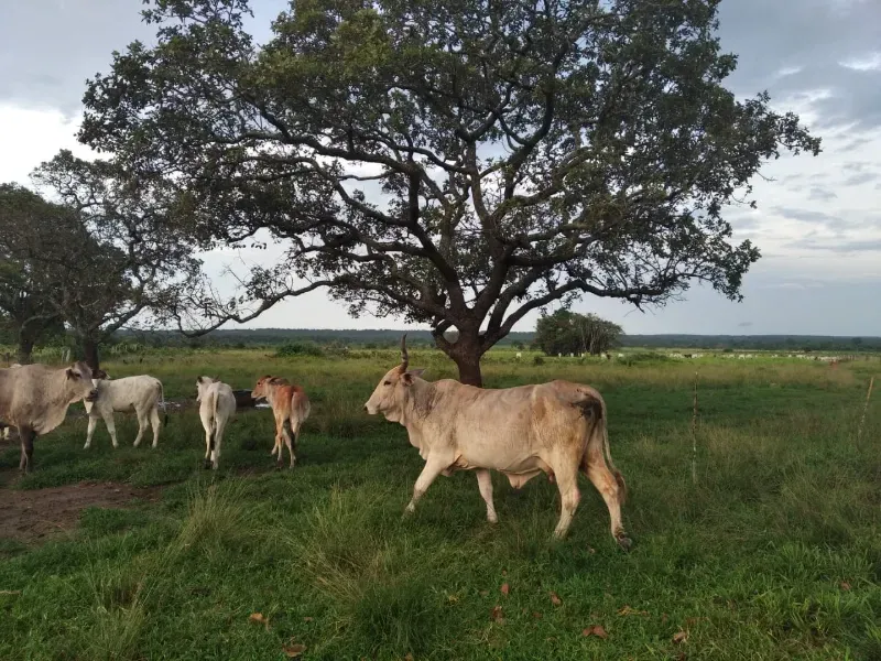 Fazenda em Chapada de Areia/Tocantins — Ref SWPT0N — Imagem 6