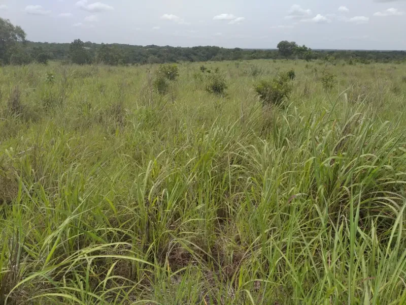 Fazenda em Chapada de Areia/Tocantins — Ref SWPT0N — Imagem 12