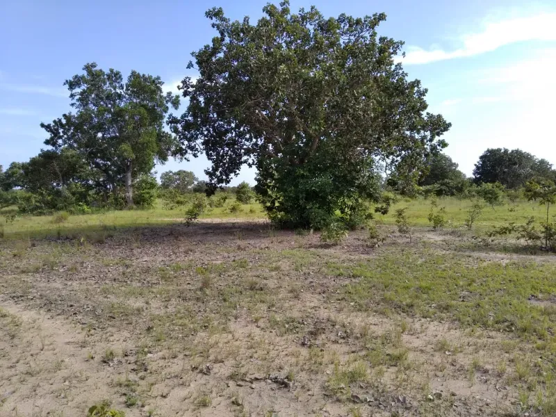 Fazenda em Chapada de Areia/Tocantins — Ref SWPT0N — Imagem 14