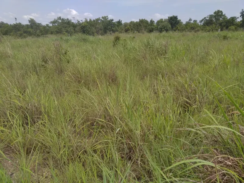 Fazenda em Chapada de Areia/Tocantins — Ref SWPT0N — Imagem 19