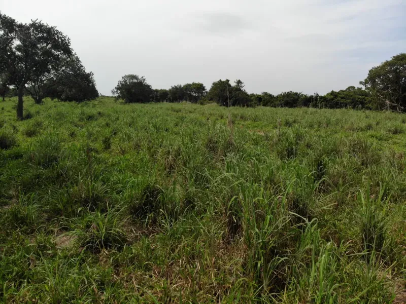 Fazenda em Chapada de Areia/Tocantins — Ref SWPT0N — Imagem 22