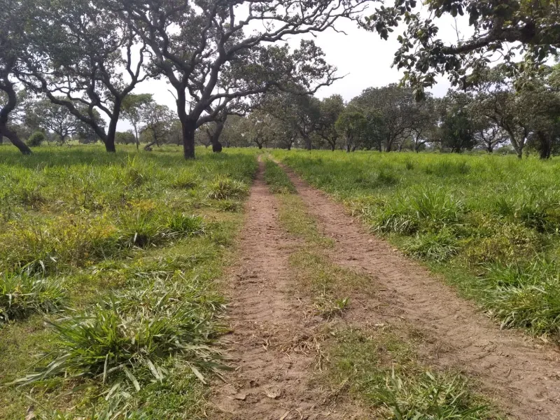 Fazenda em Chapada de Areia/Tocantins — Ref SWPT0N — Imagem 23