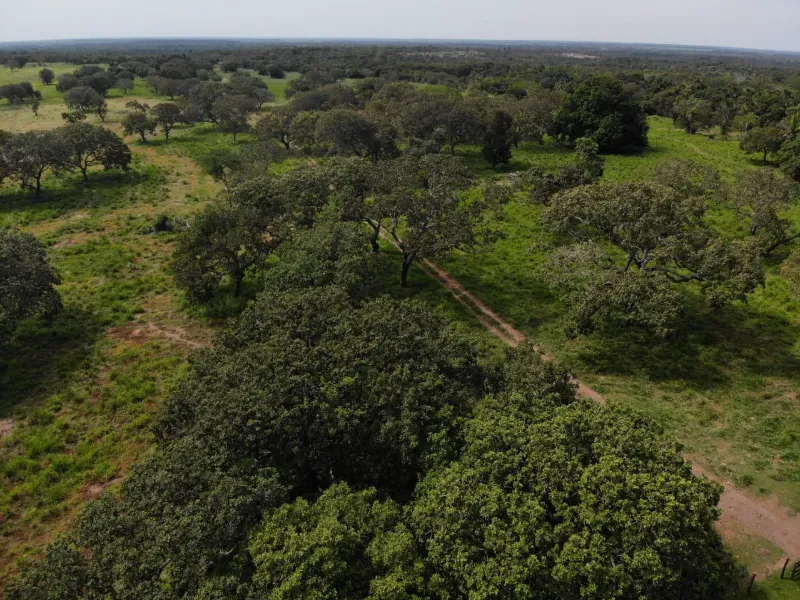 Fazenda em Chapada de Areia/Tocantins — Ref SWPT0N — Imagem 33