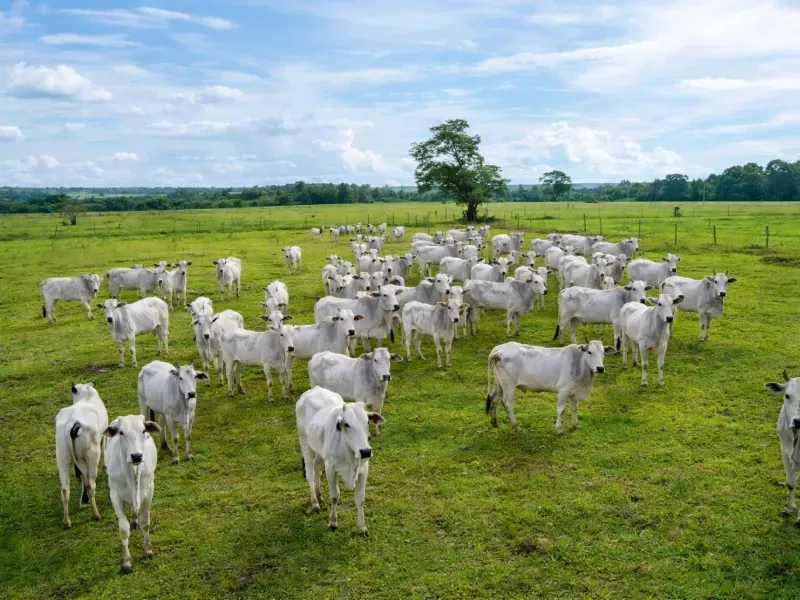 Imóvel rural em Coxim/Mato Grosso do Sul — Ref VMVQ6X1