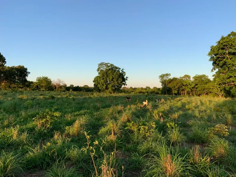 Fazenda em Nossa Senhora do Livramento/Mato Grosso — Ref D4WAYK — Imagem 17