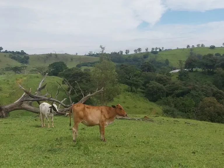 Sítio em Amparo/São Paulo — Ref D110O2 — Imagem 32