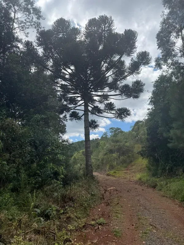 Sítio em Caçador/Santa Catarina — Ref 3O9YHB — Imagem 8