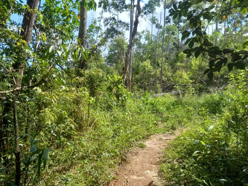 Sítio em Campos do Jordão/São Paulo — Ref W4FXR7 — Imagem 3