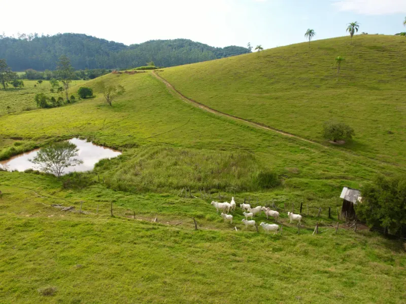 Sítio em Canelinha/Santa Catarina — Ref IM46J1 — Imagem 12