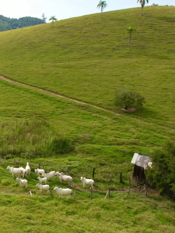 Sítio em Canelinha/Santa Catarina — Ref IM46J1 — Imagem 14