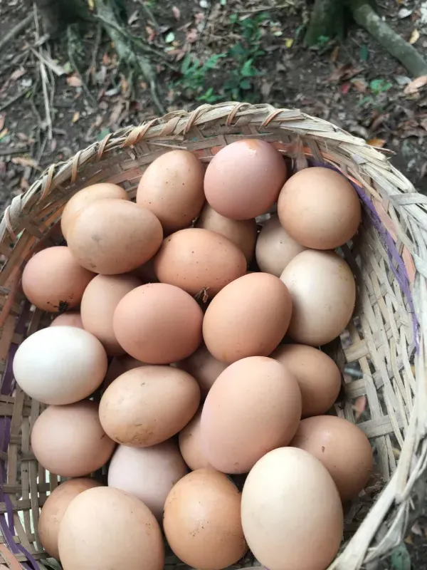 Sítio em Piedade/São Paulo — Ref X9A4Z4 — Imagem 49