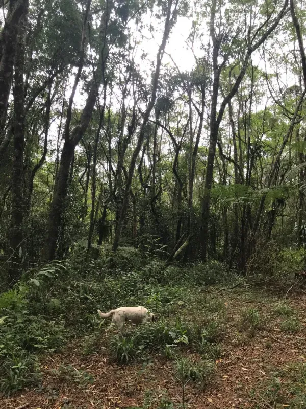 Sítio em Piedade/São Paulo — Ref X9A4Z4 — Imagem 51