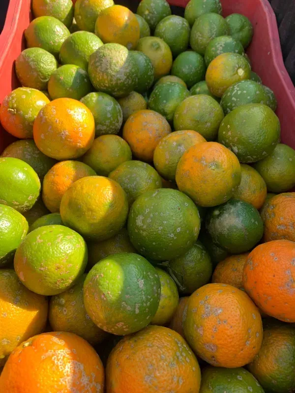 Sítio em Piedade/São Paulo — Ref X9A4Z4 — Imagem 69