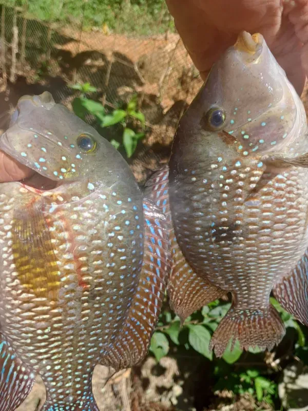Sítio em Piedade/São Paulo — Ref X9A4Z4 — Imagem 80
