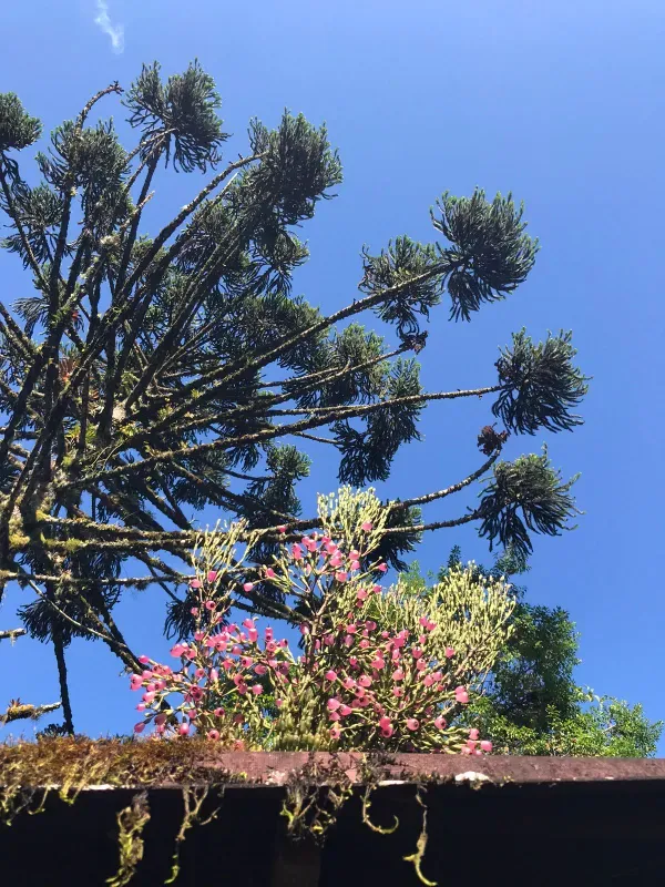 Sítio em Piedade/São Paulo — Ref X9A4Z4 — Imagem 81