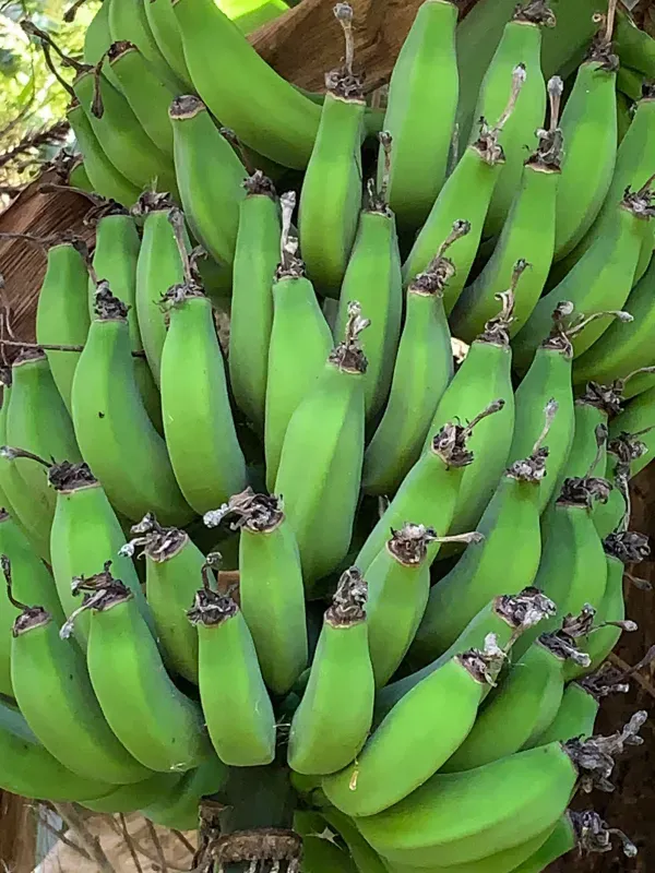 Sítio em Piedade/São Paulo — Ref X9A4Z4 — Imagem 83