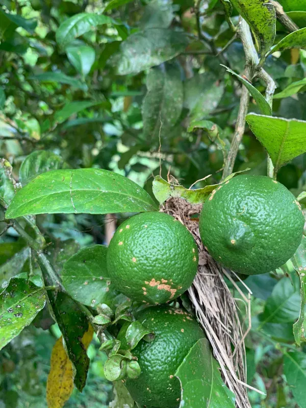 Sítio em Piedade/São Paulo — Ref X9A4Z4 — Imagem 84