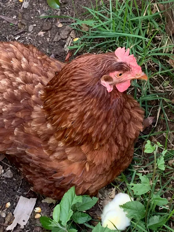 Sítio em Piedade/São Paulo — Ref X9A4Z4 — Imagem 85