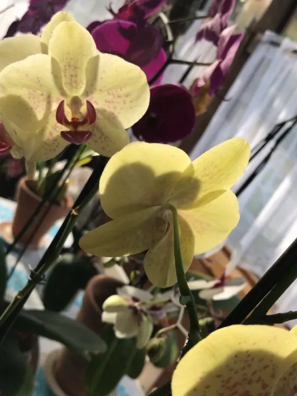 Sítio em Piedade/São Paulo — Ref X9A4Z4 — Imagem 86