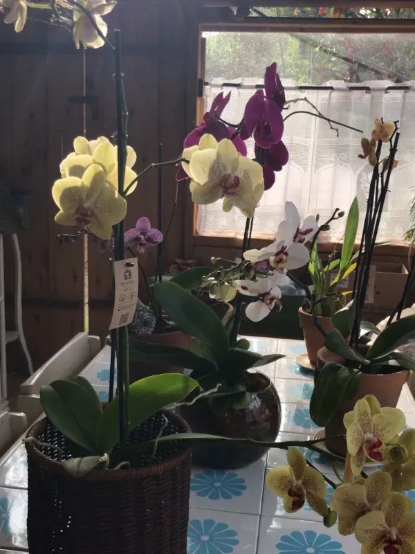 Sítio em Piedade/São Paulo — Ref X9A4Z4 — Imagem 87