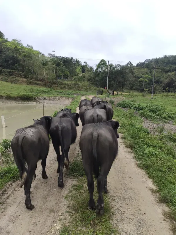 Sítio em Sete Barras/São Paulo — Ref 3CO2T0 — Imagem 2
