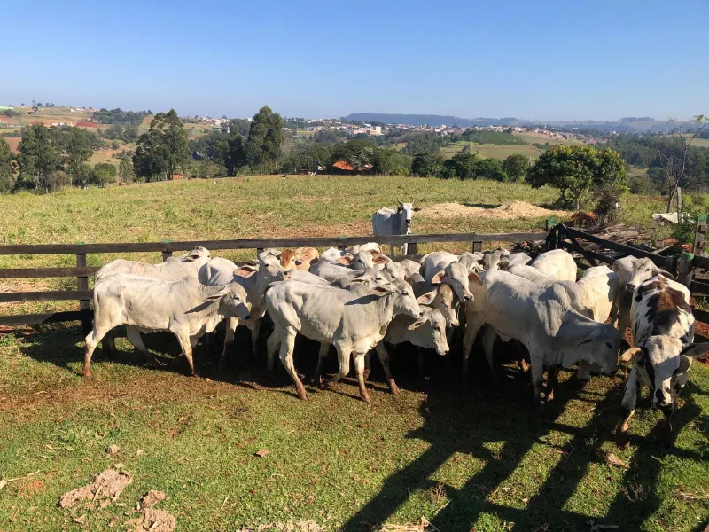 Sítio em Siqueira Campos/Paraná — Ref O3UXXG — Imagem 7