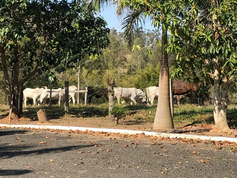 Sítio em Siqueira Campos/Paraná — Ref O3UXXG — Imagem 17