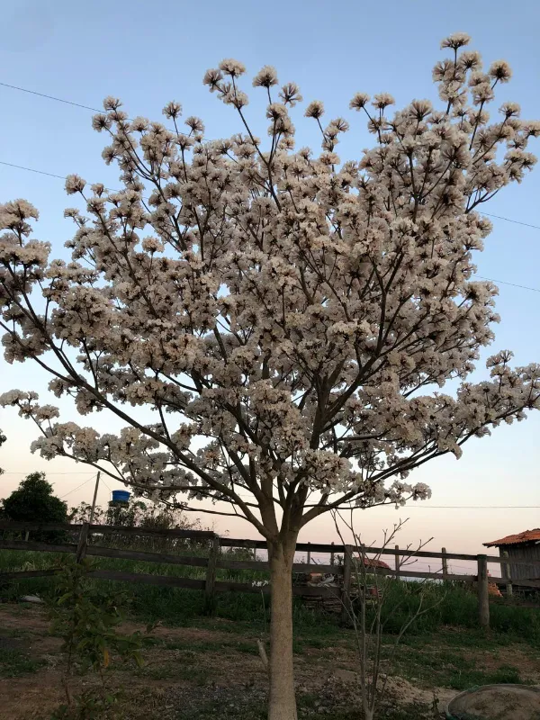 Sítio em Siqueira Campos/Paraná — Ref O3UXXG — Imagem 18