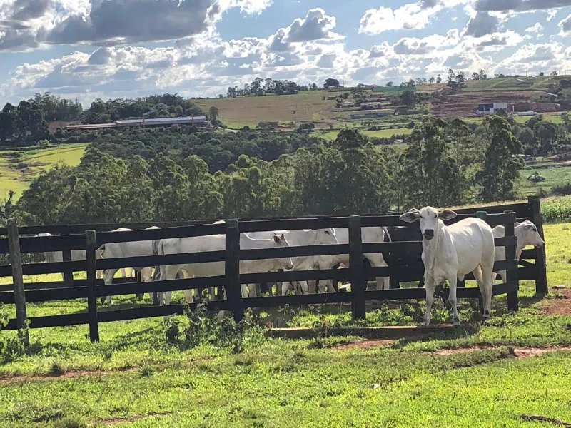 Sítio em Siqueira Campos/Paraná — Ref O3UXXG — Imagem 20