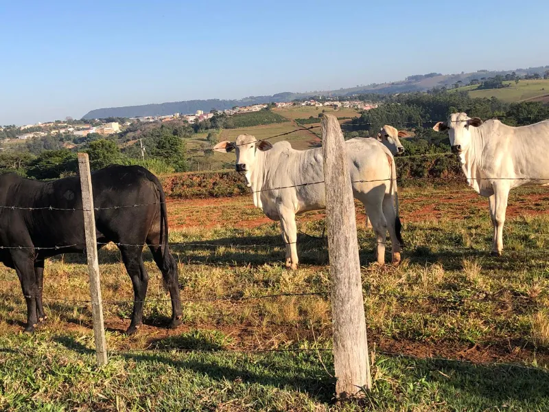 Sítio em Siqueira Campos/Paraná — Ref O3UXXG — Imagem 22
