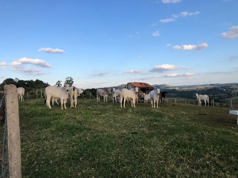 Sítio em Siqueira Campos/Paraná — Ref O3UXXG — Imagem 24