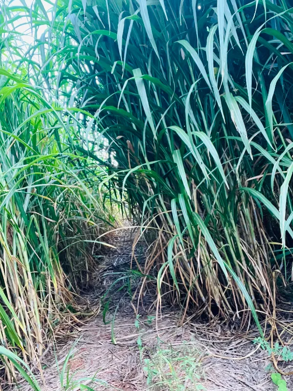 Sítio em Siqueira Campos/Paraná — Ref O3UXXG — Imagem 32