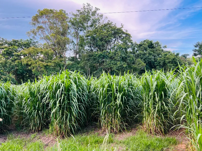 Sítio em Siqueira Campos/Paraná — Ref O3UXXG — Imagem 33
