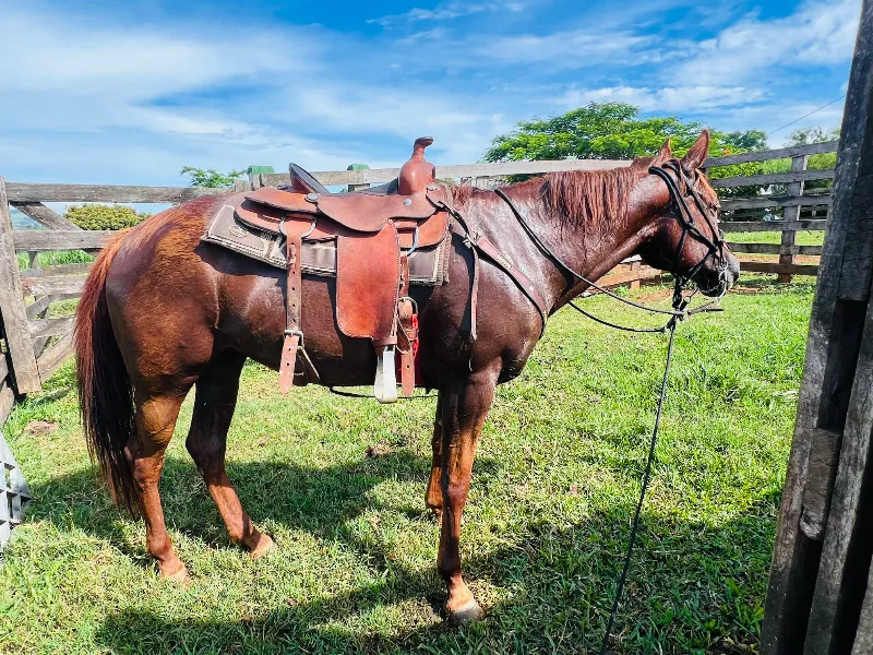 Sítio em Siqueira Campos/Paraná — Ref O3UXXG — Imagem 34