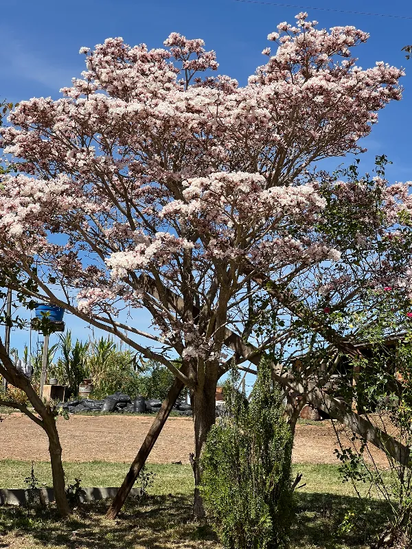 Sítio em Siqueira Campos/Paraná — Ref O3UXXG — Imagem 46