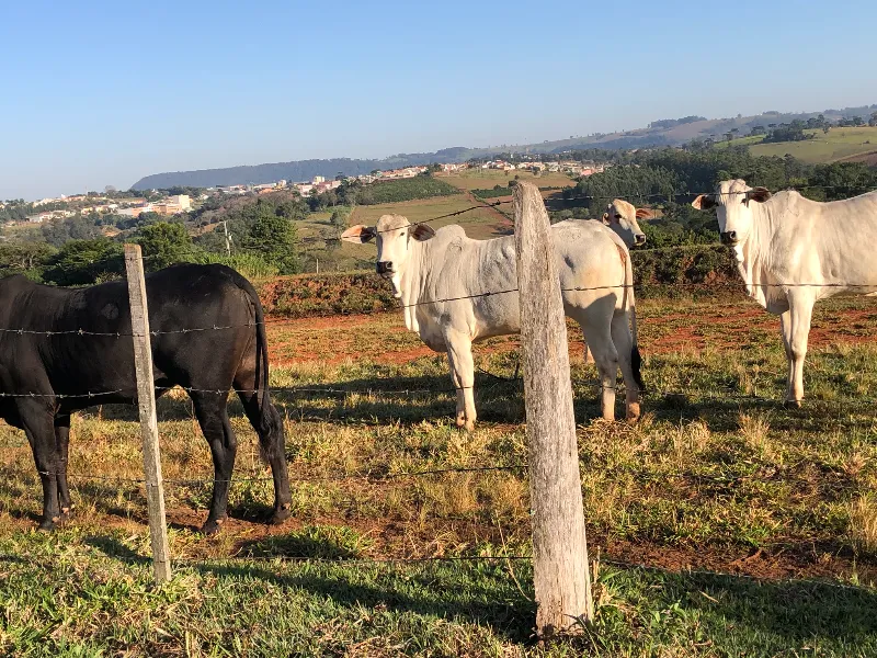 Sítio em Siqueira Campos/Paraná — Ref O3UXXG — Imagem 64
