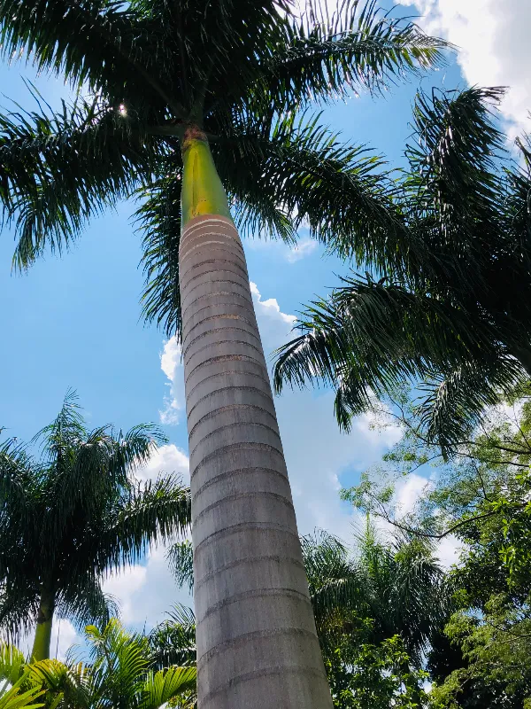 Sítio em Siqueira Campos/Paraná — Ref O3UXXG — Imagem 66