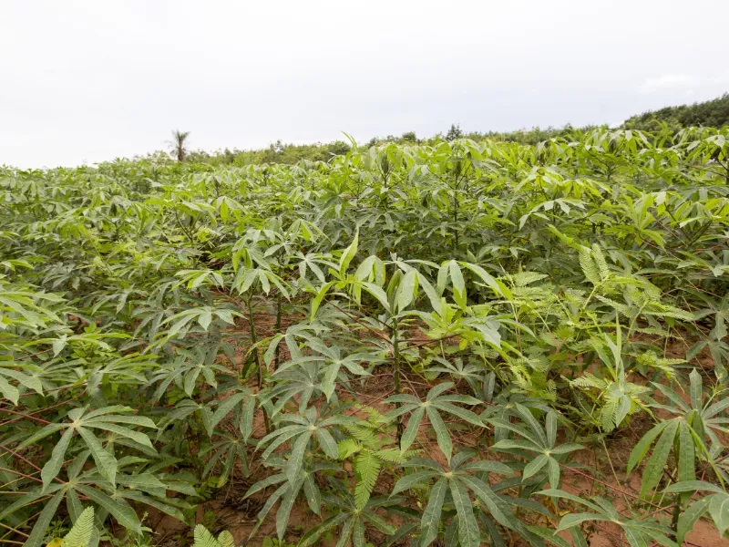 Impacto do cultivo da mandioca no mercado do açúcar global